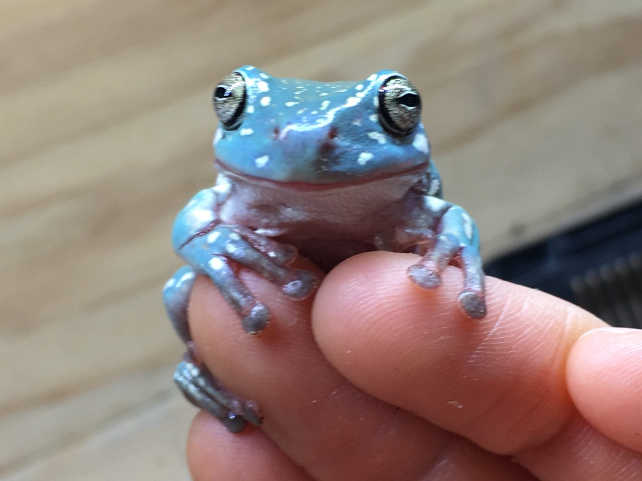 1円スタート イエアメガエル スノーフレークブルーアイ #1