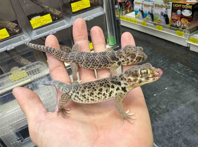 FullSizeRender