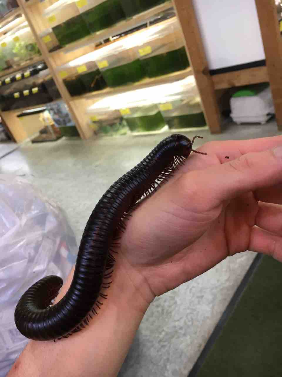 蟲 新入荷 バーガンディなど 爬虫類倶楽部大宮店公式ブログ 蟲 新入荷 バーガンディなど 爬虫類倶楽部大宮店公式ブログ