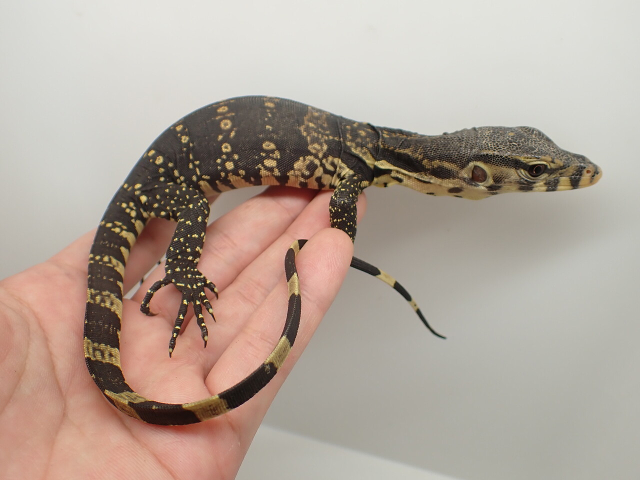 年内ラスト！トカゲ・両生類新入荷！！！ : 爬虫類倶楽部大宮店公式ブログ