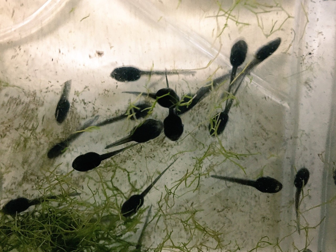 アンフューマきた エボシも来た 爬虫類倶楽部大宮店公式ブログ