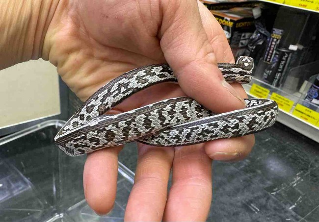FullSizeRender