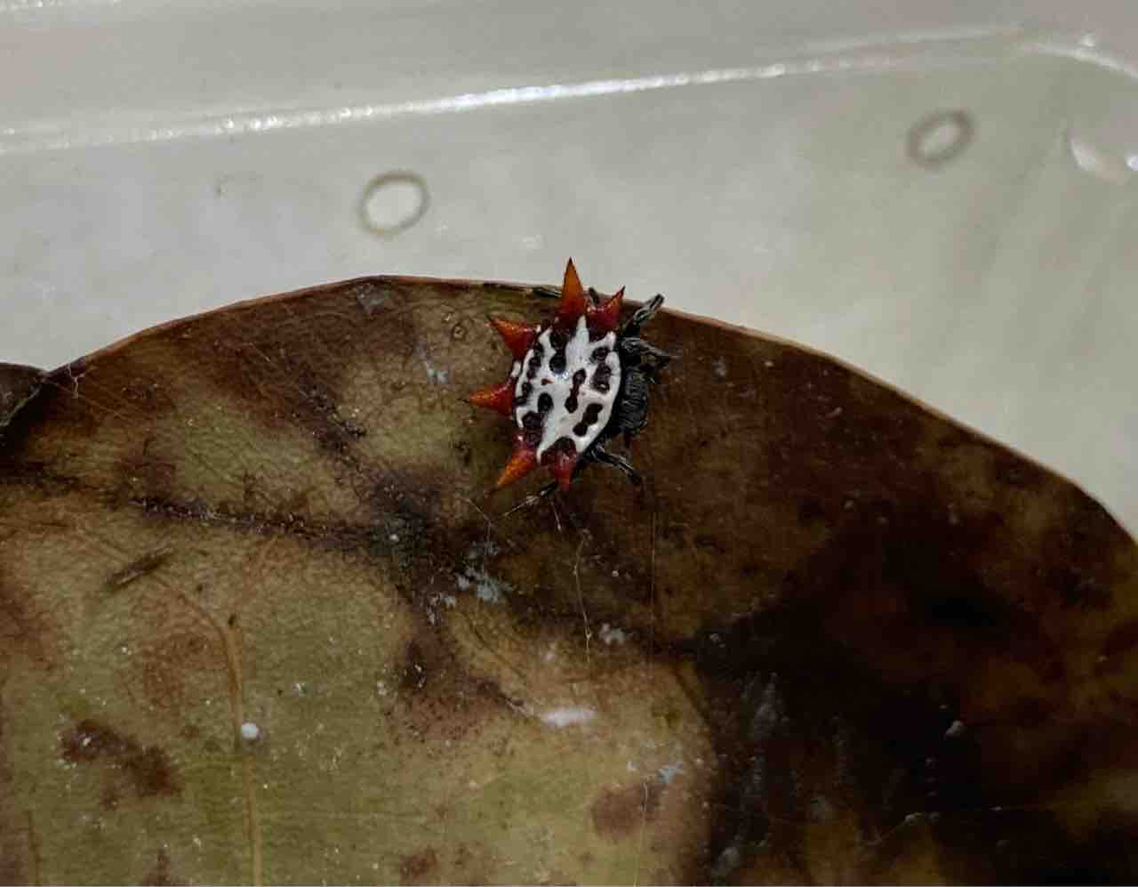 蟲 新入荷 ドイツcbタランチュラや珍蜘蛛など 爬虫類倶楽部大宮店公式ブログ