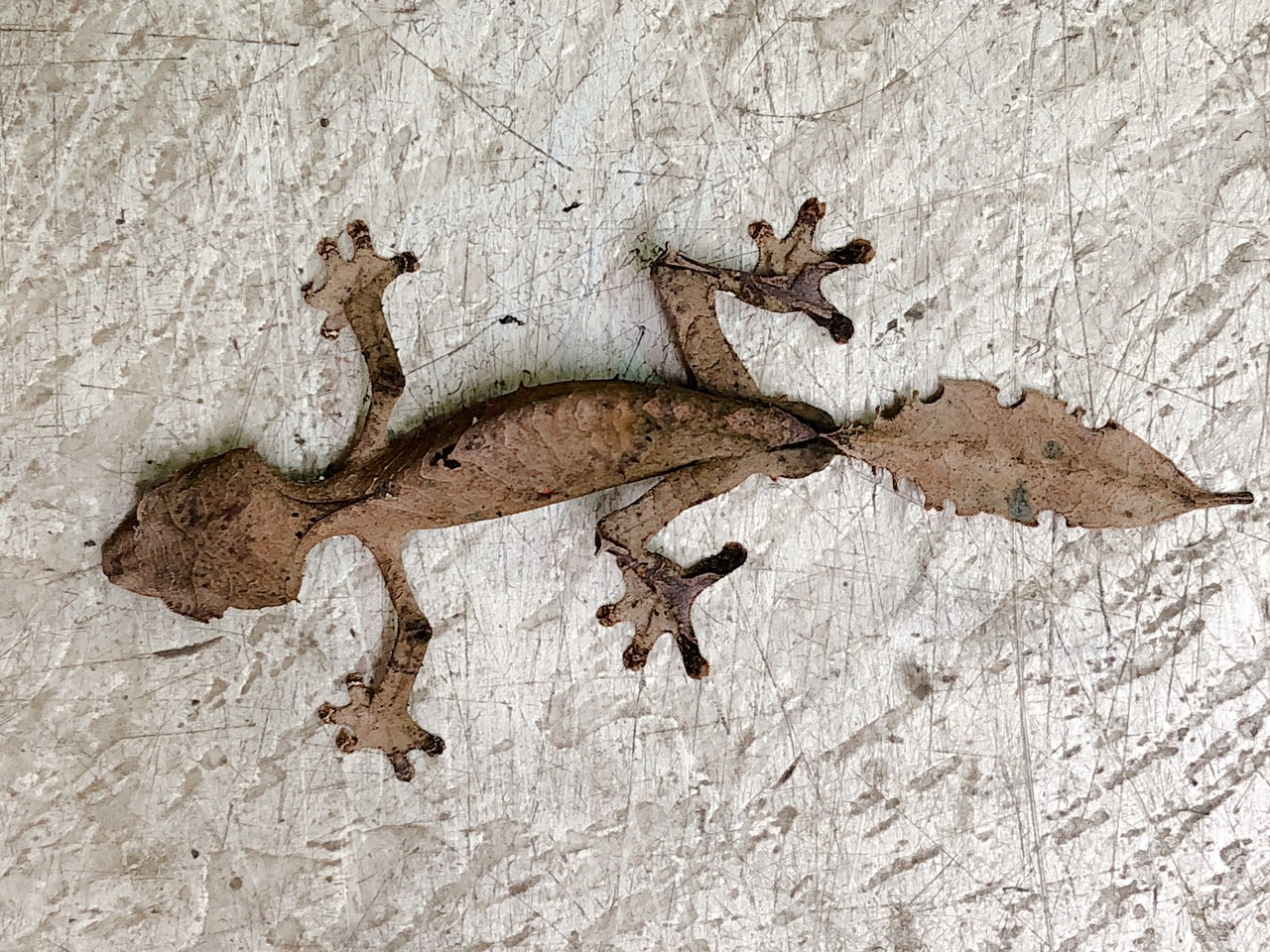 エダハヘラオヤモリきてる 爬虫類倶楽部大宮店公式ブログ