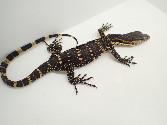 LINE_ALBUM_20250130_250208_11