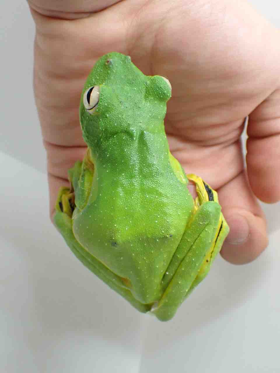 カエル新着！化け物ミツヅノ来た！🐸 : 爬虫類倶楽部大宮店公式ブログ
