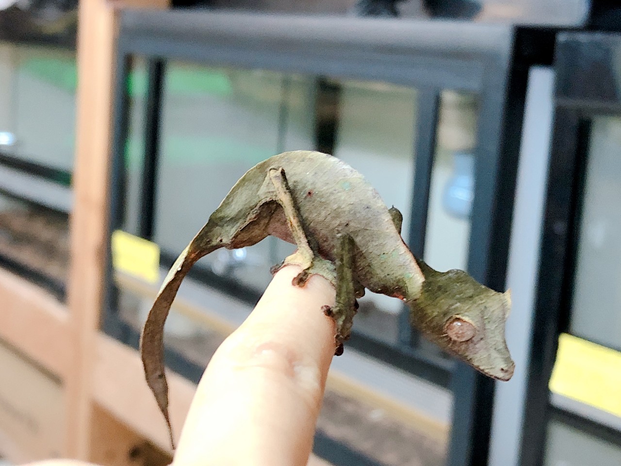 エダハヘラオヤモリきてる 爬虫類倶楽部大宮店公式ブログ