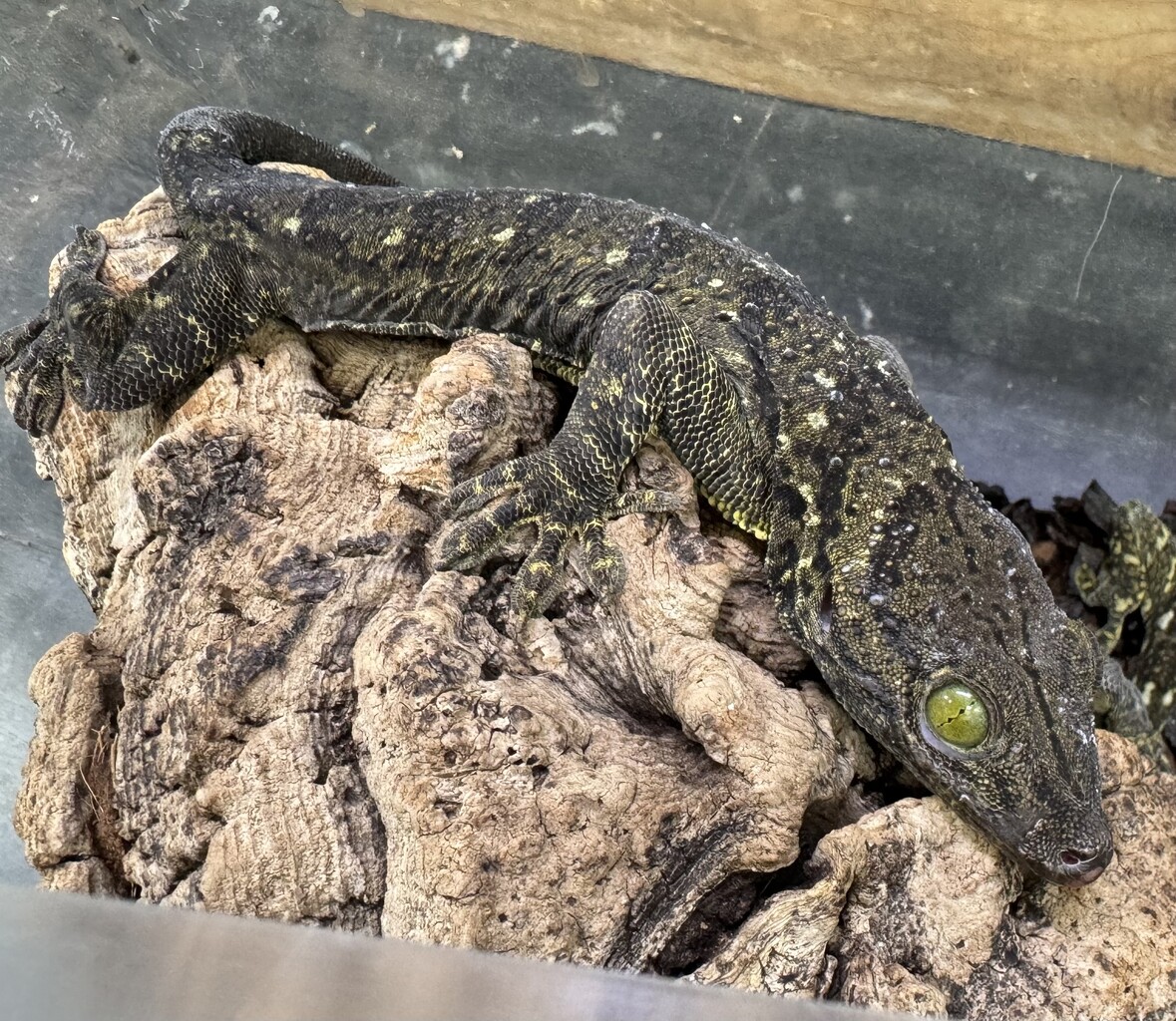 ヤモリ新着盛りだくさん！！！ : 爬虫類倶楽部大宮店公式ブログ