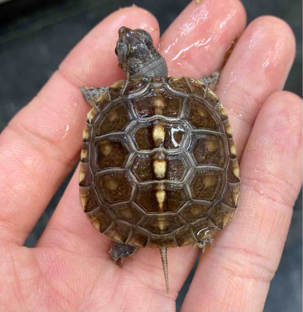 サービスデー開催中 カメ新入荷 今年もきました ハイクオリティな国内cbハコガメ キボシ 爬虫類倶楽部大宮店公式ブログ サービスデー開催中 カメ新入荷 今年もきました ハイクオリティな国内cbハコガメ キボシ 爬虫類倶楽部大宮店公式ブログ