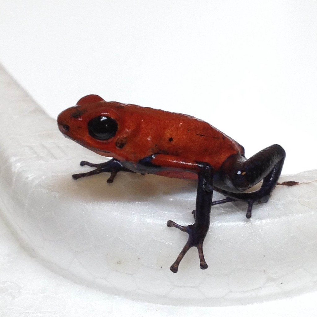 イチゴヤドクガエル ブルージーン着ました 爬虫類倶楽部大宮店公式ブログ