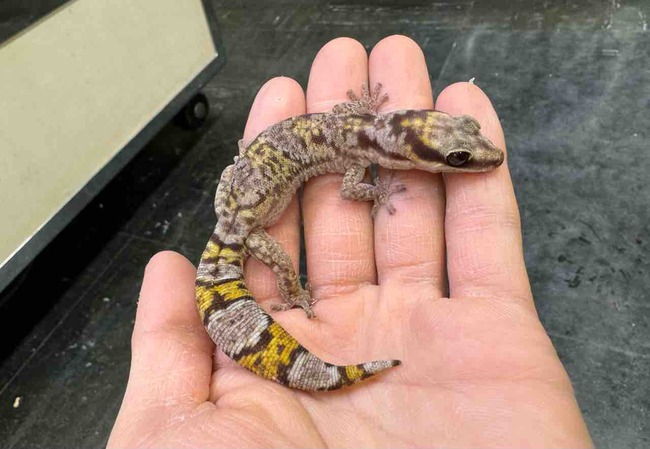 FullSizeRender