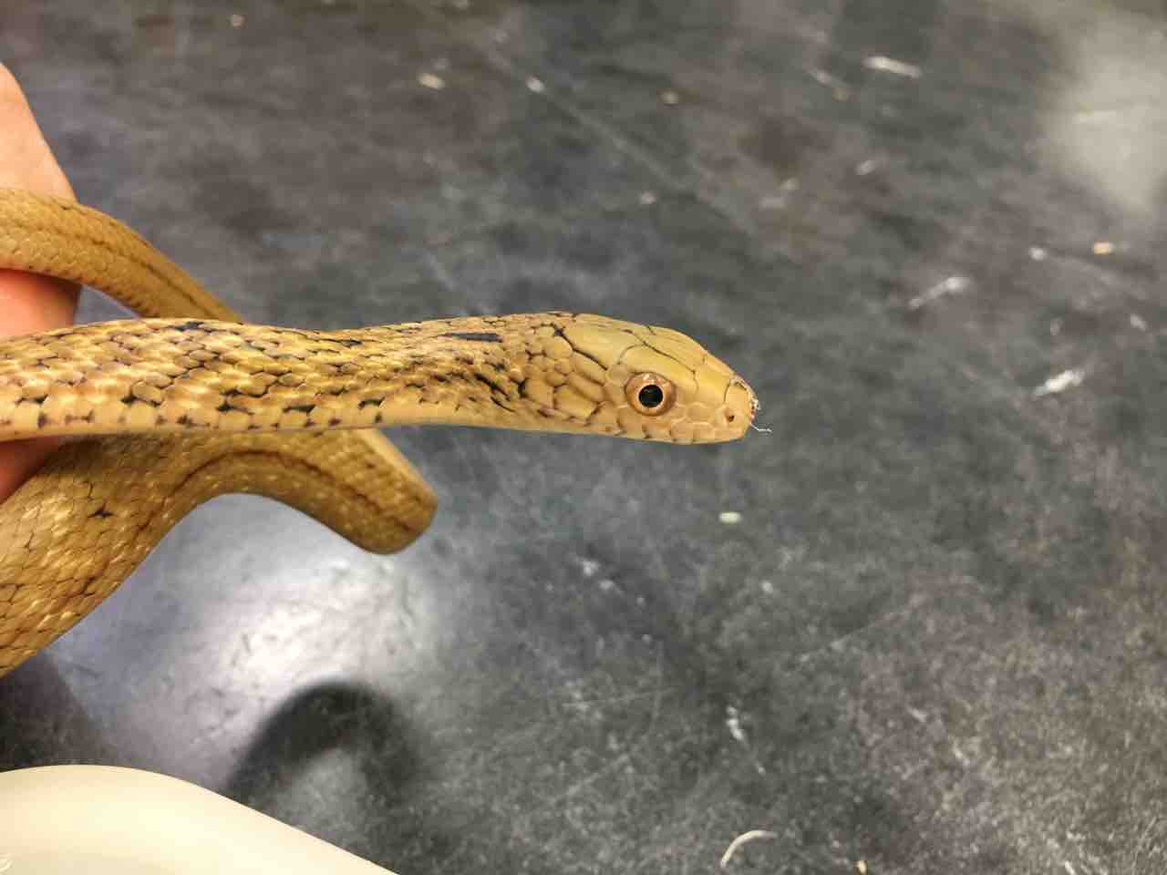 ヘビ 新入荷 国内cbのアオダイショウやシシバナなど 爬虫類倶楽部大宮店公式ブログ ヘビ 新入荷 国内cbのアオダイショウやシシバナなど 爬虫類倶楽部大宮店公式ブログ