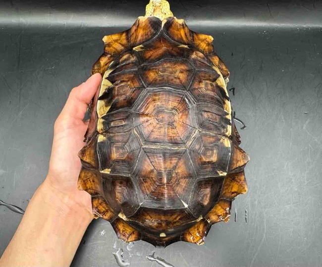 FullSizeRender