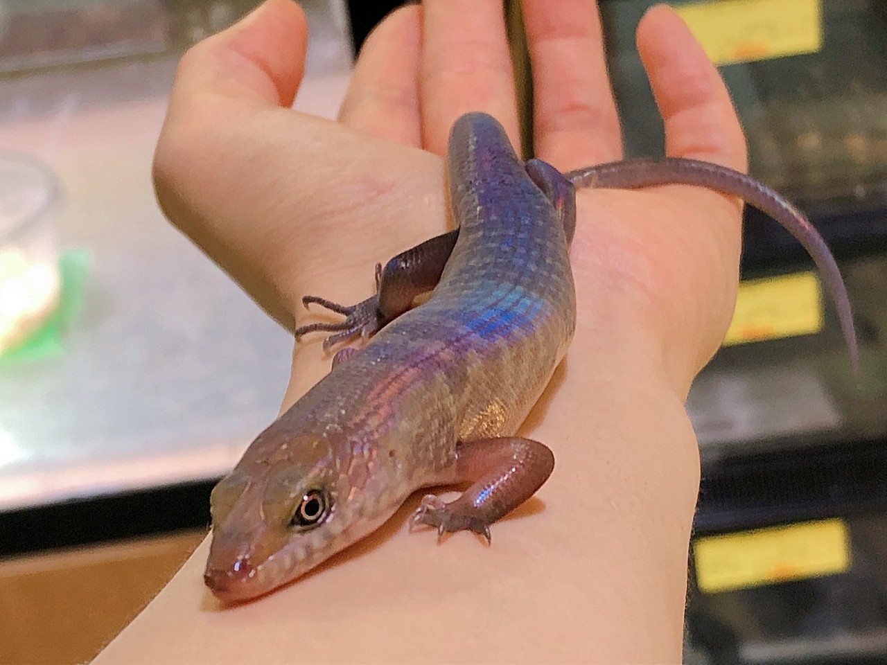 虹色のトカゲなど 爬虫類倶楽部大宮店公式ブログ 虹色のトカゲなど 爬虫類倶楽部大宮店公式ブログ
