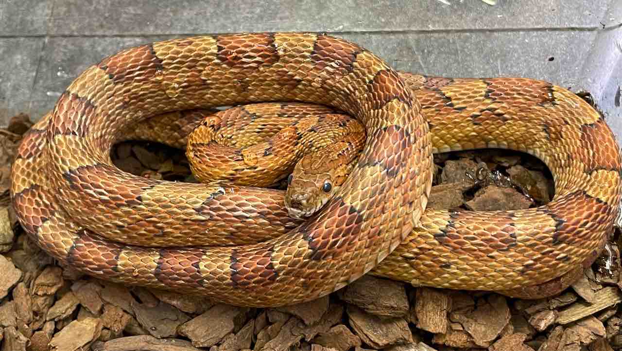 一挙大公開！？コーンスネーク編 : 爬虫類倶楽部大宮店公式ブログ