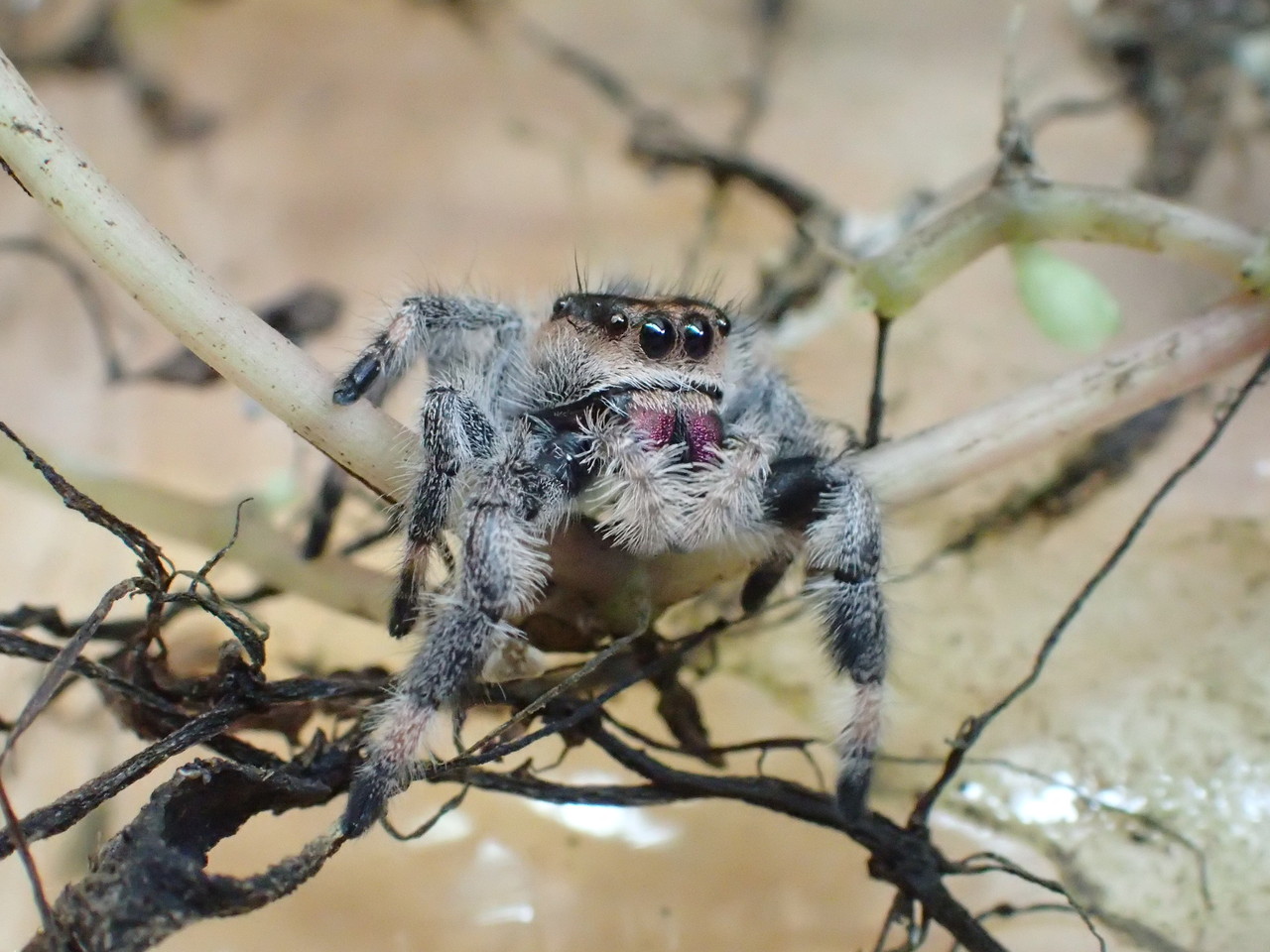 ドイツ便入荷 クモ カマキリ編 爬虫類倶楽部大宮店公式ブログ