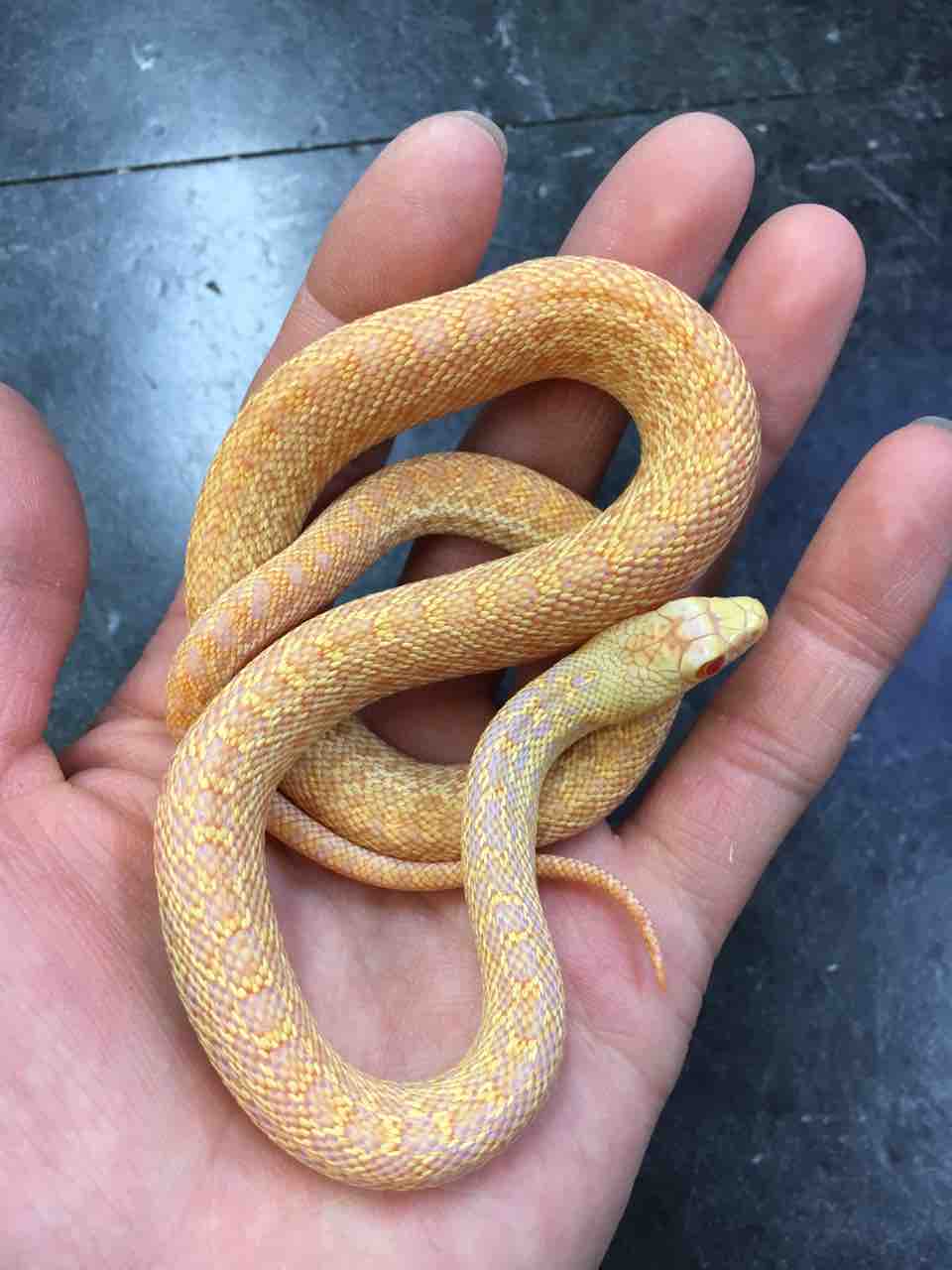 ヘビ カメ 新入荷 爬虫類倶楽部大宮店公式ブログ ヘビ カメ 新入荷 爬虫類倶楽部大宮店公式ブログ