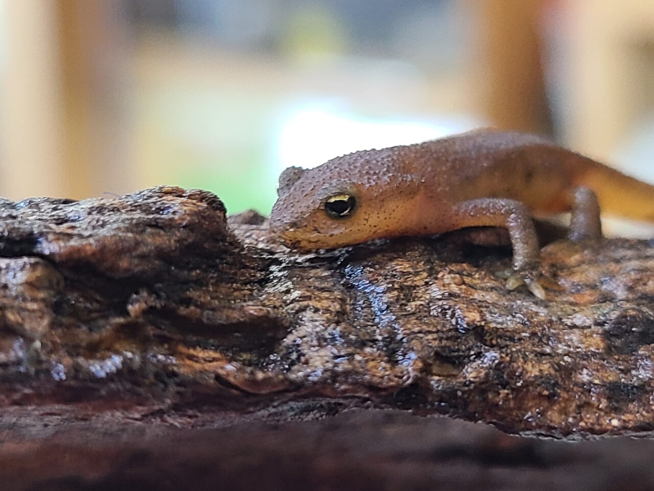 両生類 カメレオン新入荷 ヤドクガエル全在庫紹介 爬虫類倶楽部大宮店公式ブログ