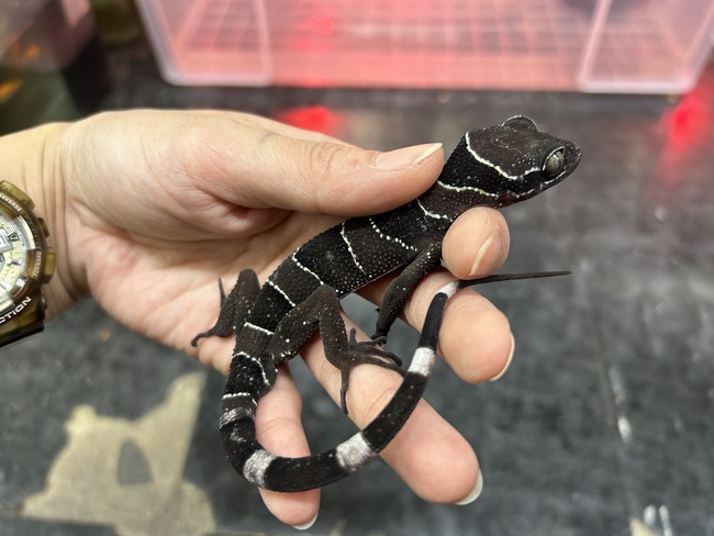 8A742CF7-C016-4934-B273-C8769224959A