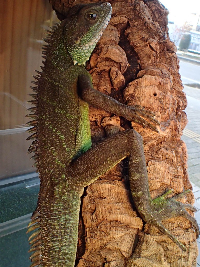 ウォータードラゴンとツノガエル来ました 爬虫類倶楽部大宮店公式ブログ ウォータードラゴンとツノガエル来ました 爬虫類倶楽部大宮店公式ブログ