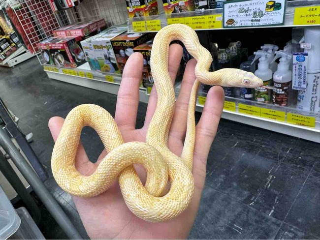 FullSizeRender