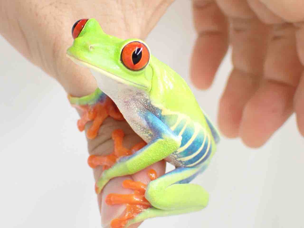 カエル新着‼️激アツ入荷きた🔥🔥 : 爬虫類倶楽部大宮店公式ブログ