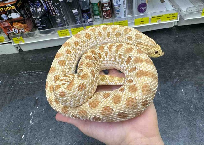 FullSizeRender