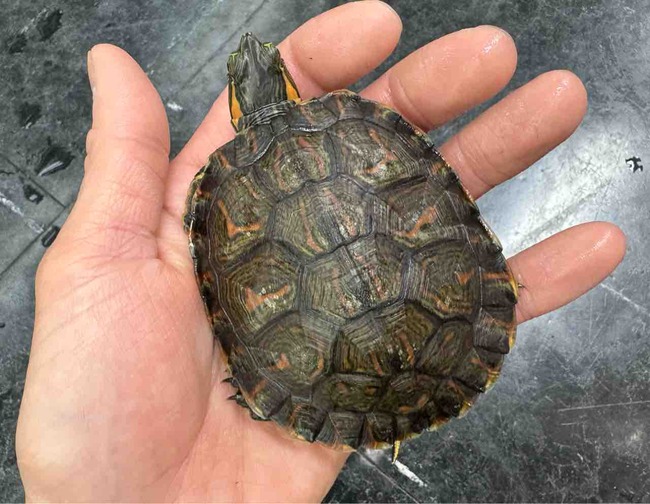 FullSizeRender
