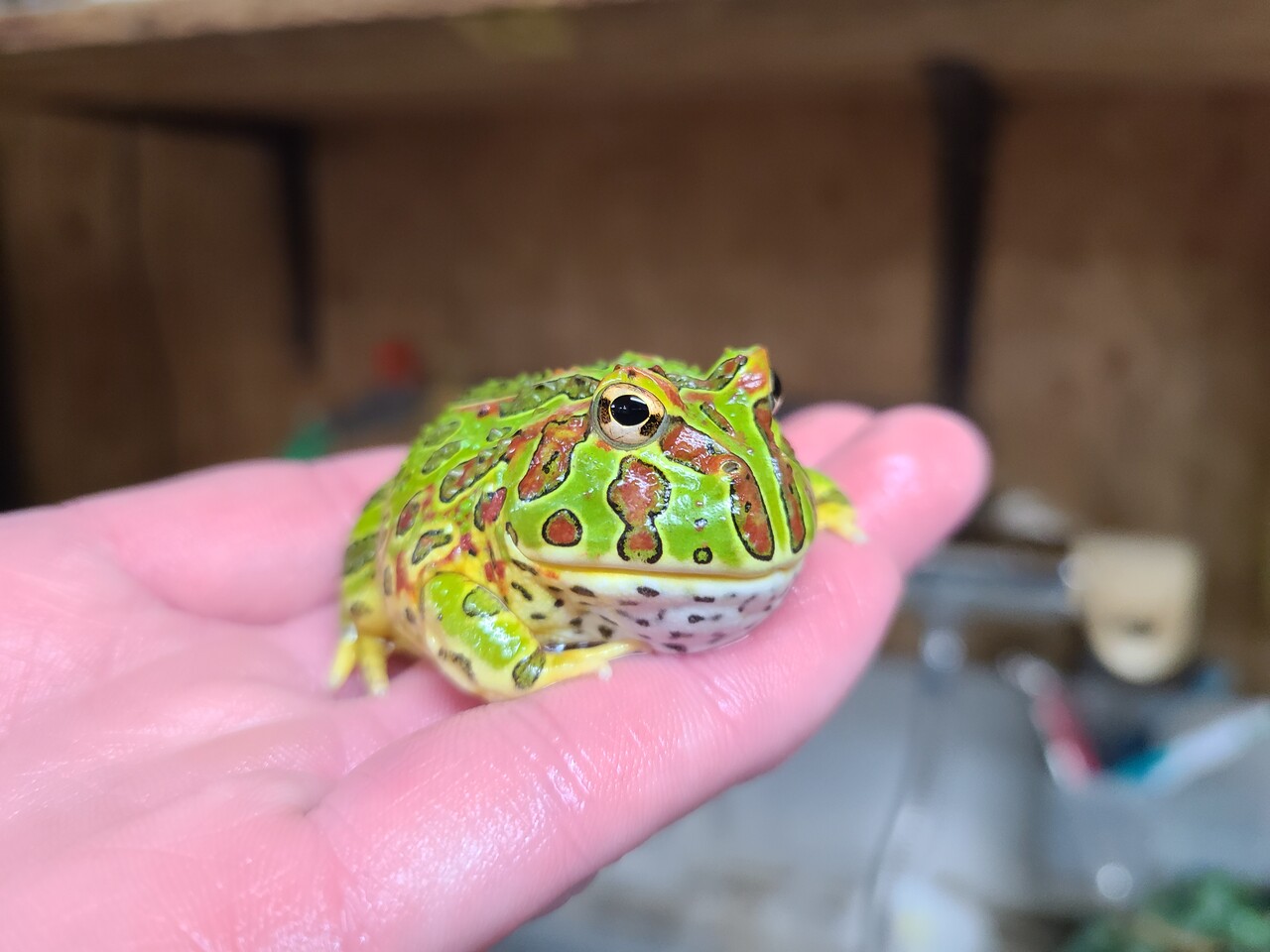 両生類在庫紹介 ツノガエル A編 爬虫類倶楽部大宮店公式ブログ 両生類在庫紹介 ツノガエル A編 爬虫類倶楽部大宮店公式ブログ