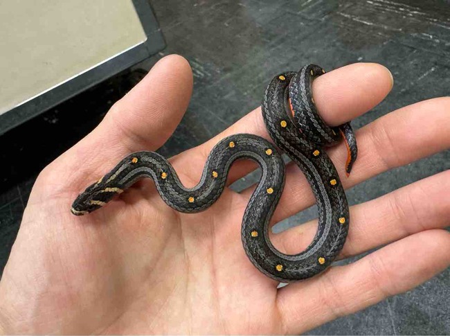 FullSizeRender