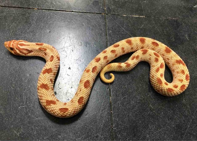 FullSizeRender