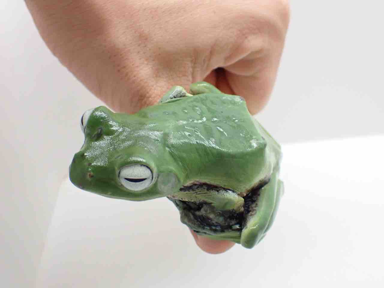 カエル新着！化け物ミツヅノ来た！🐸 : 爬虫類倶楽部大宮店公式ブログ