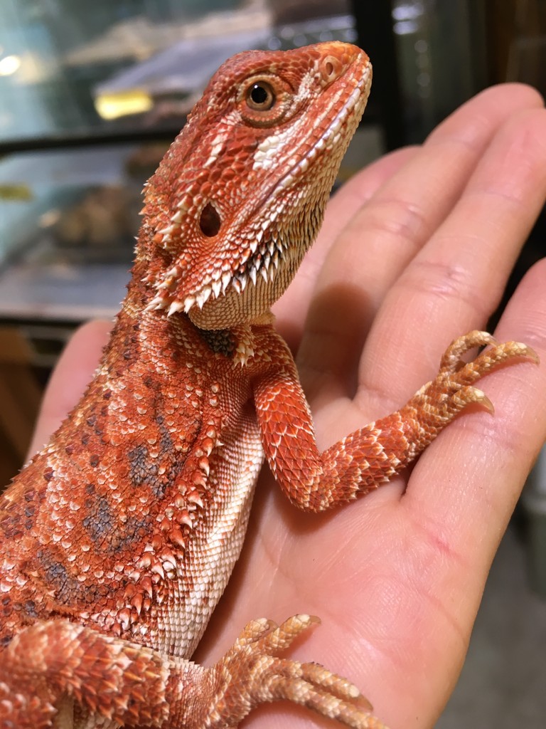 新入荷のお知らせ 赤フトアゴ オビタイガー 爬虫類倶楽部大宮店公式ブログ