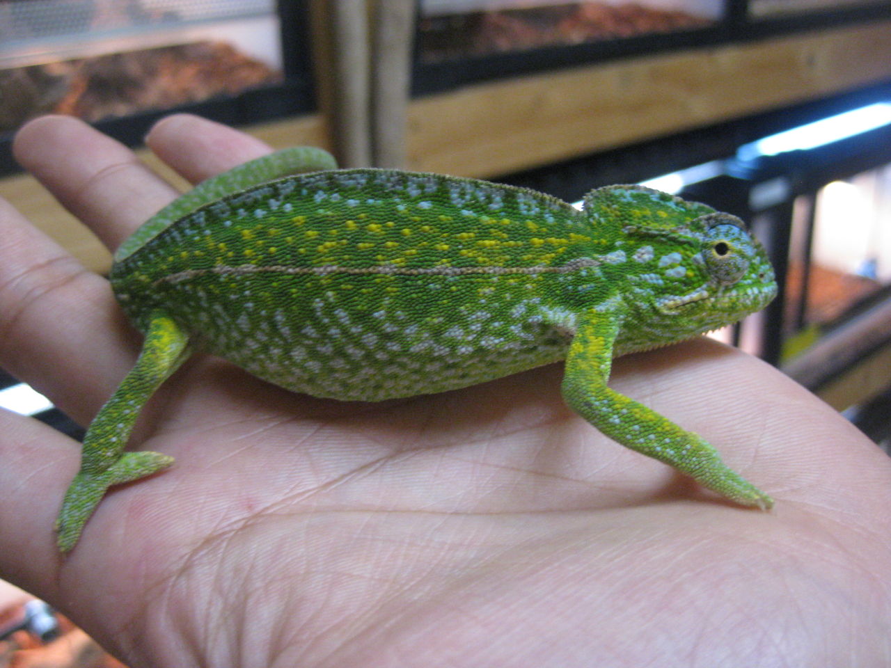 マダガスカル便 カメレオン編 ぴーちゃんブログvol 10 爬虫類倶楽部大宮店公式ブログ