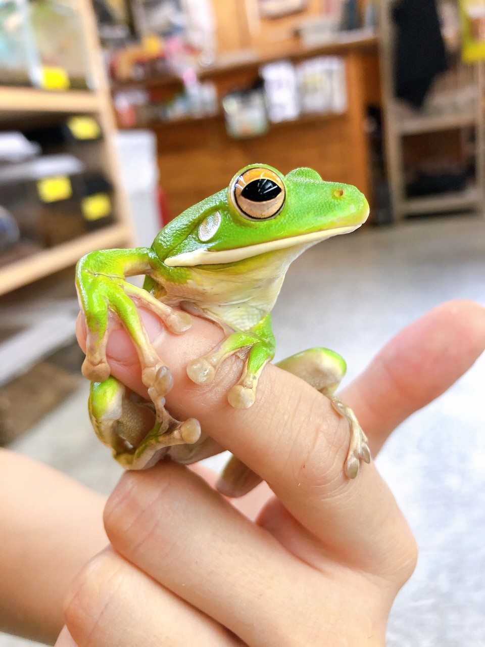 大きくて緑のカエルさんたち 爬虫類倶楽部大宮店公式ブログ