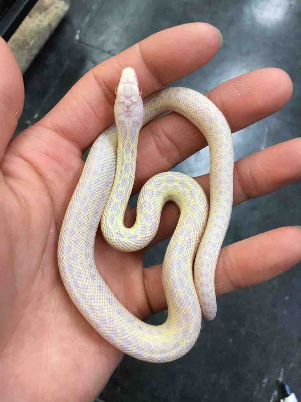 ヘビ カメ 新入荷 爬虫類倶楽部大宮店公式ブログ