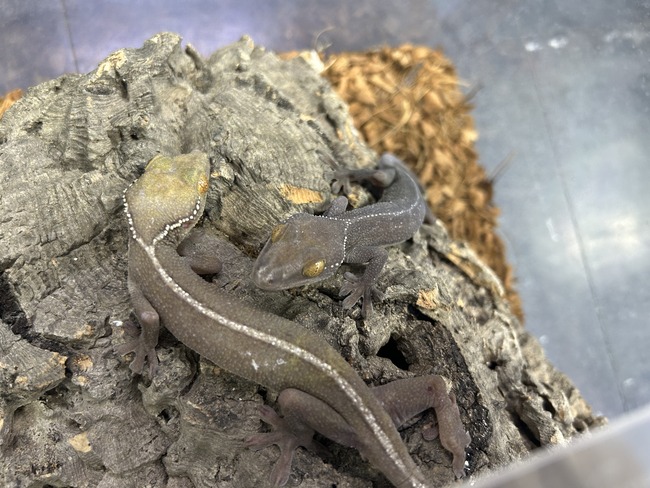 9A8FB2DE-2BBD-40F0-9C98-93EC578FD348