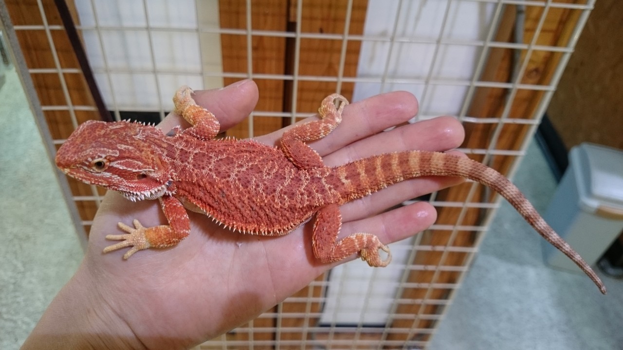 ドイツハムショー便 フトアゴヒゲトカゲ 爬虫類倶楽部大宮店公式ブログ
