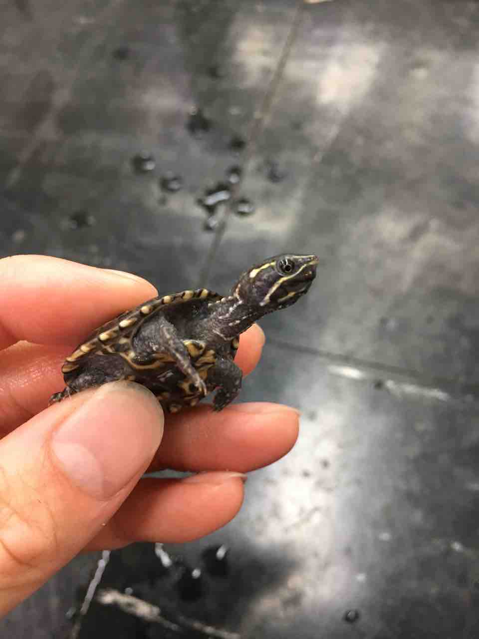 カメ 新入荷 爬虫類倶楽部大宮店公式ブログ カメ 新入荷 爬虫類倶楽部大宮店公式ブログ