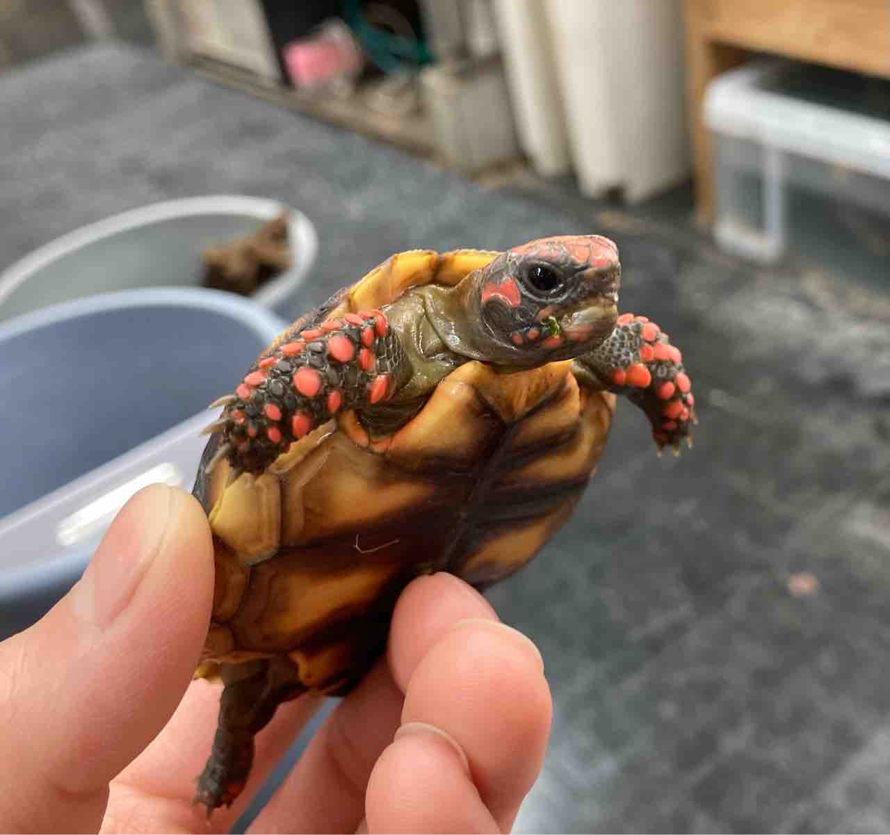 カメ新入荷 とリクガメ在庫紹介 爬虫類倶楽部大宮店公式ブログ カメ新入荷 とリクガメ在庫紹介 爬虫類倶楽部大宮店公式ブログ