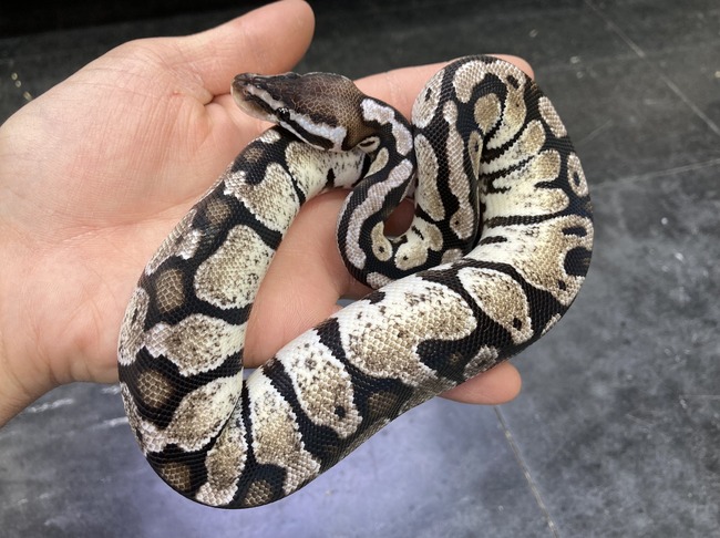 CB328160-B517-44C2-95B4-9C11BA697083