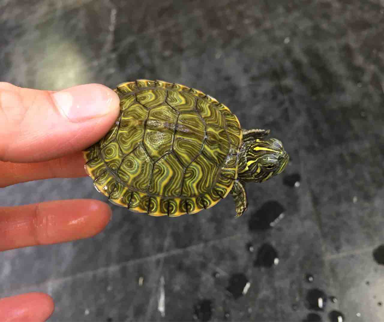 カメ 新入荷 アカハラガメが揃いました 爬虫類倶楽部大宮店公式ブログ