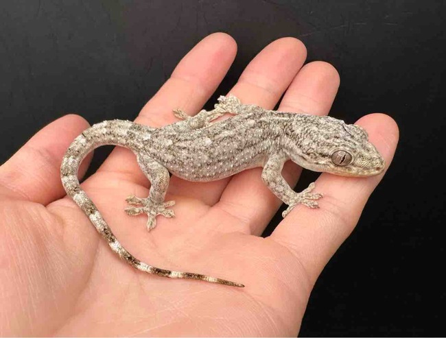 FullSizeRender