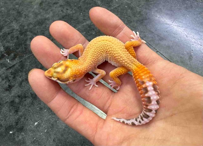 FullSizeRender