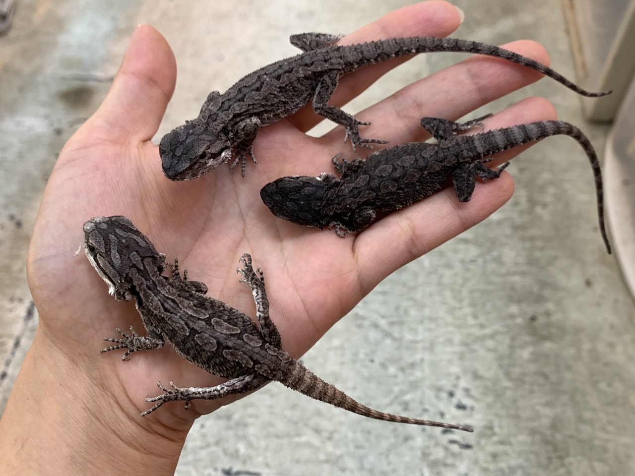 フトアゴヒゲトカゲ散歩 - A92ffDD9