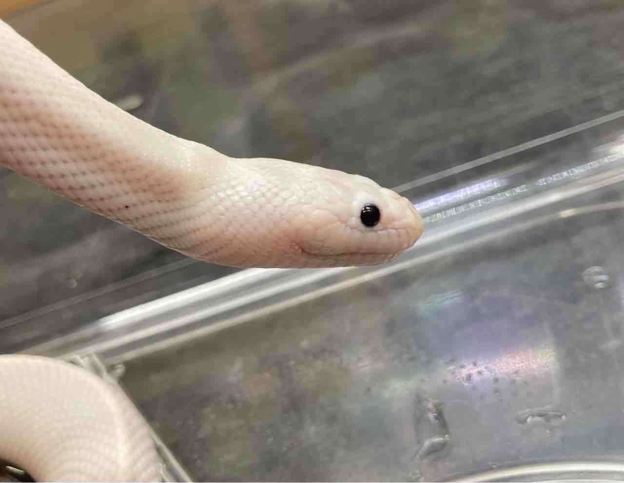 ヘビ 新入荷 努力の賜物 国内cb 色変ミズヘビいろいろ 爬虫類倶楽部大宮店公式ブログ