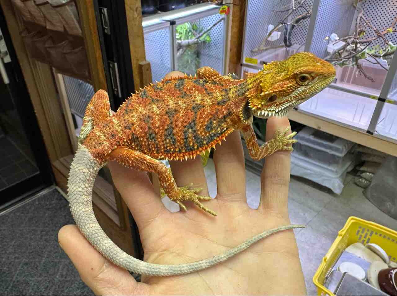 ハチクラ年末セール開催！ フトアゴ在庫紹介！ : 爬虫類倶楽部大宮店 