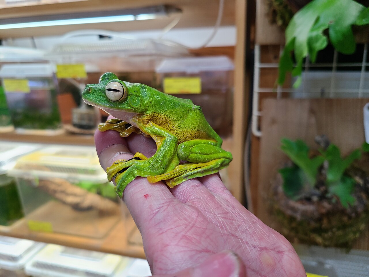 両生類マレーシア便新入荷 両生類全在庫紹介 爬虫類倶楽部大宮店公式ブログ