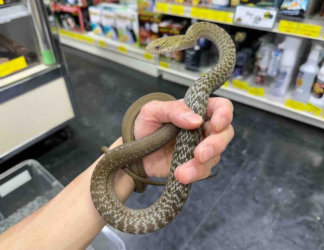 FullSizeRender
