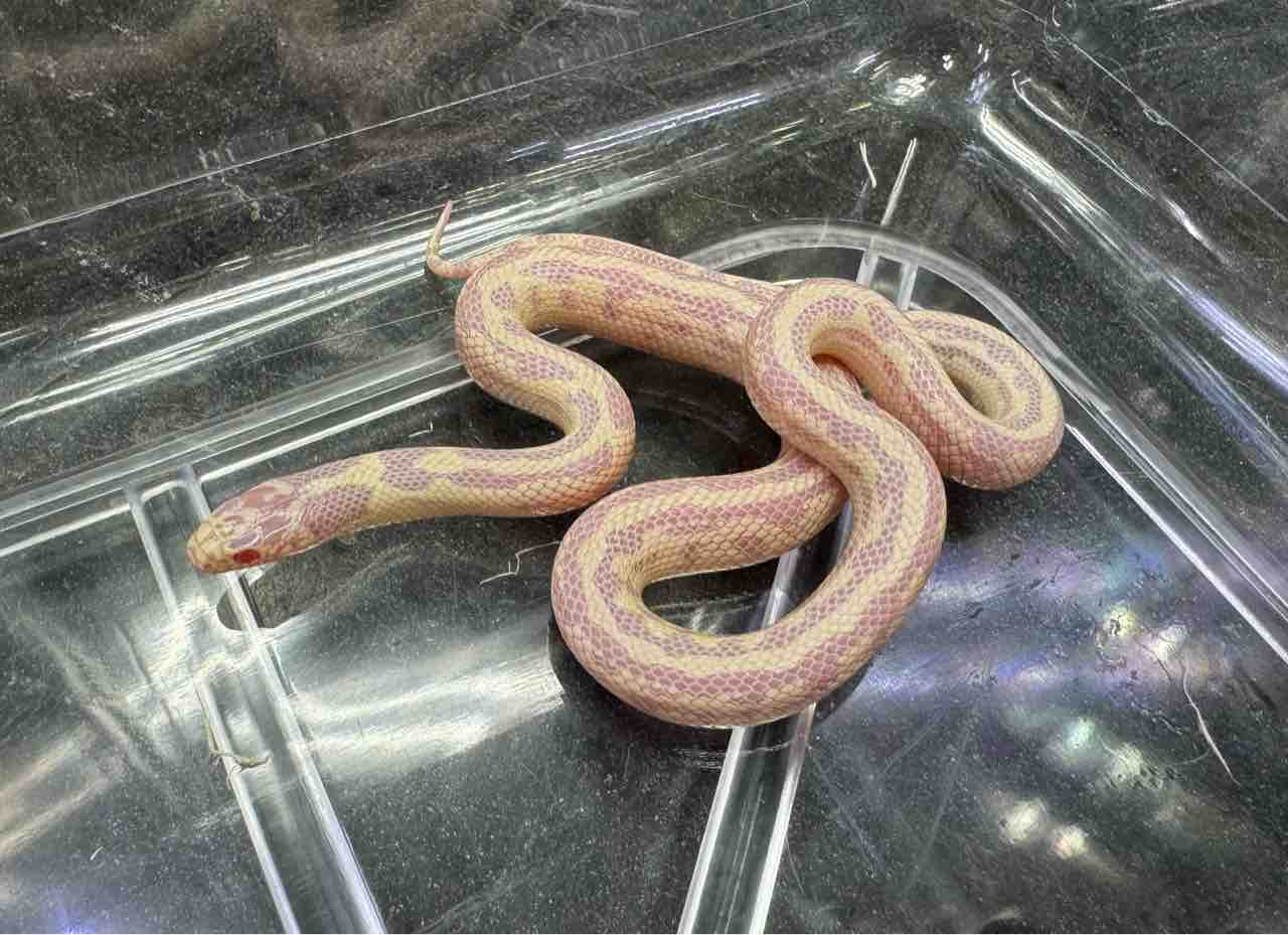 ヘビ関東ページ ヘビ図鑑 – WEB両爬図鑑